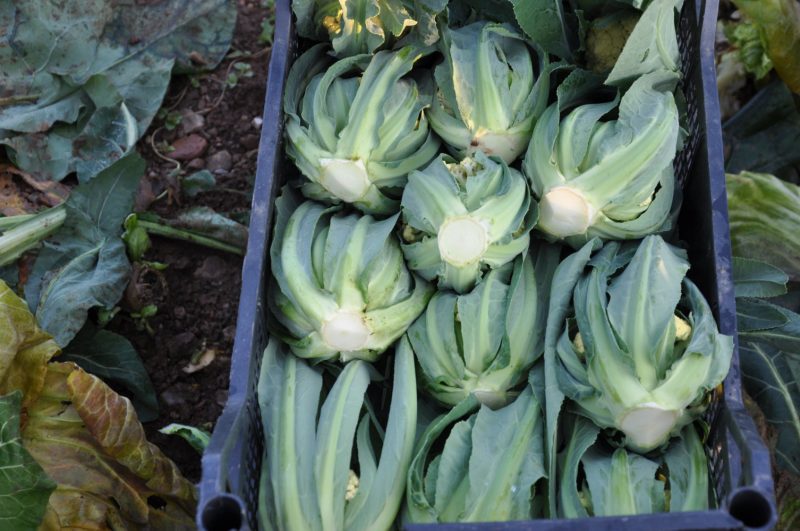 BroccoloBassanoearlyharvested