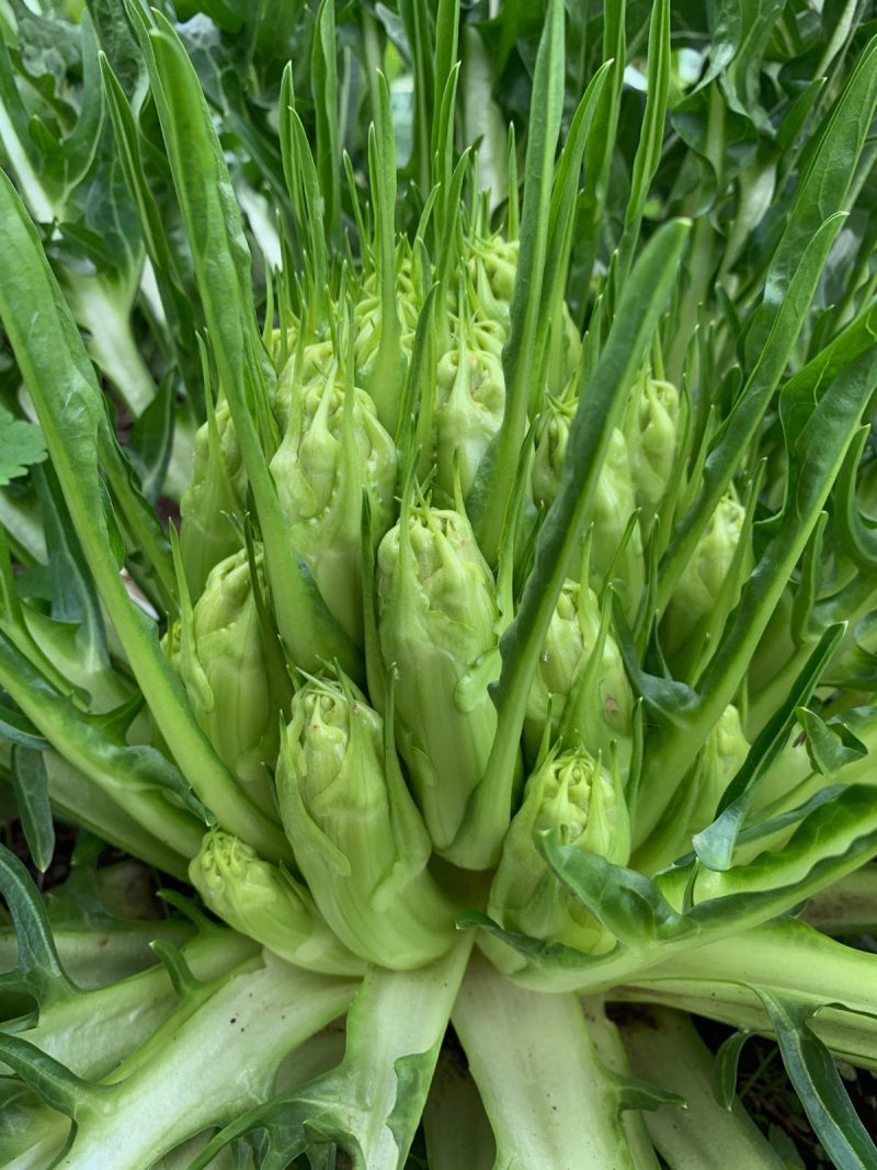 Puntarelle