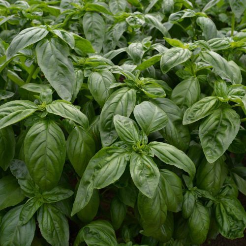 basil2final