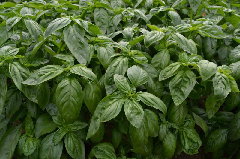 basil2final