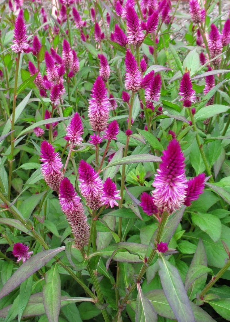 celosia 1