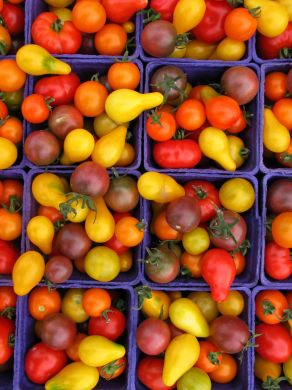 Cherry Tomato Sampler