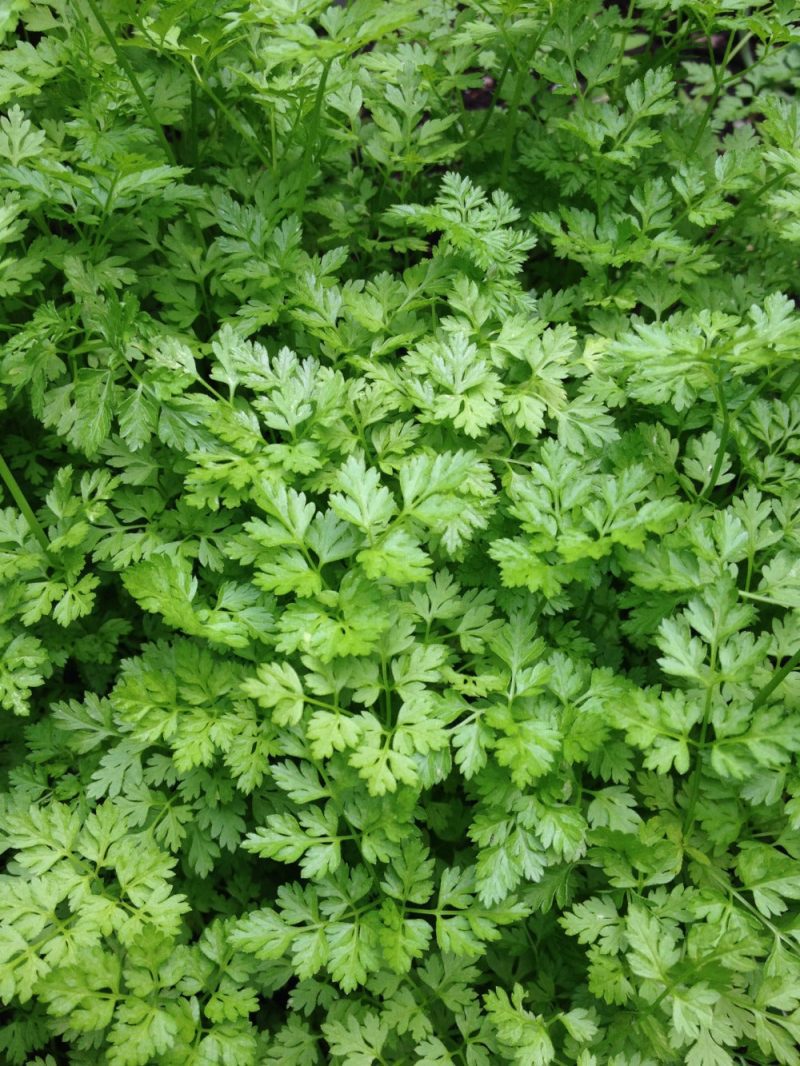 chervil 2