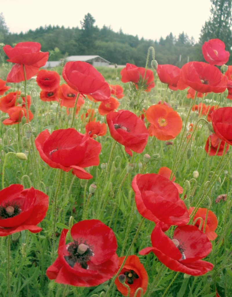 cornfield poppies 3