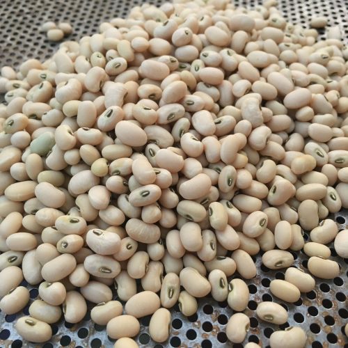 cowpea