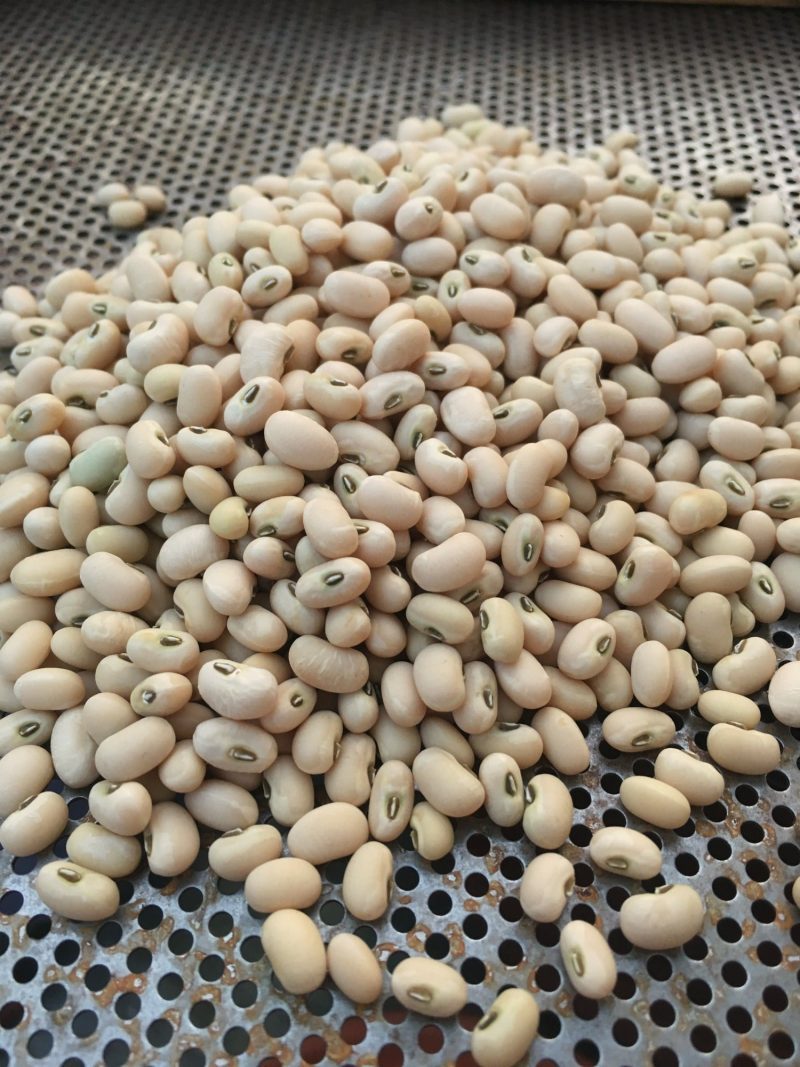 cowpea