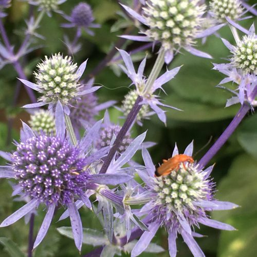 eryngium 2