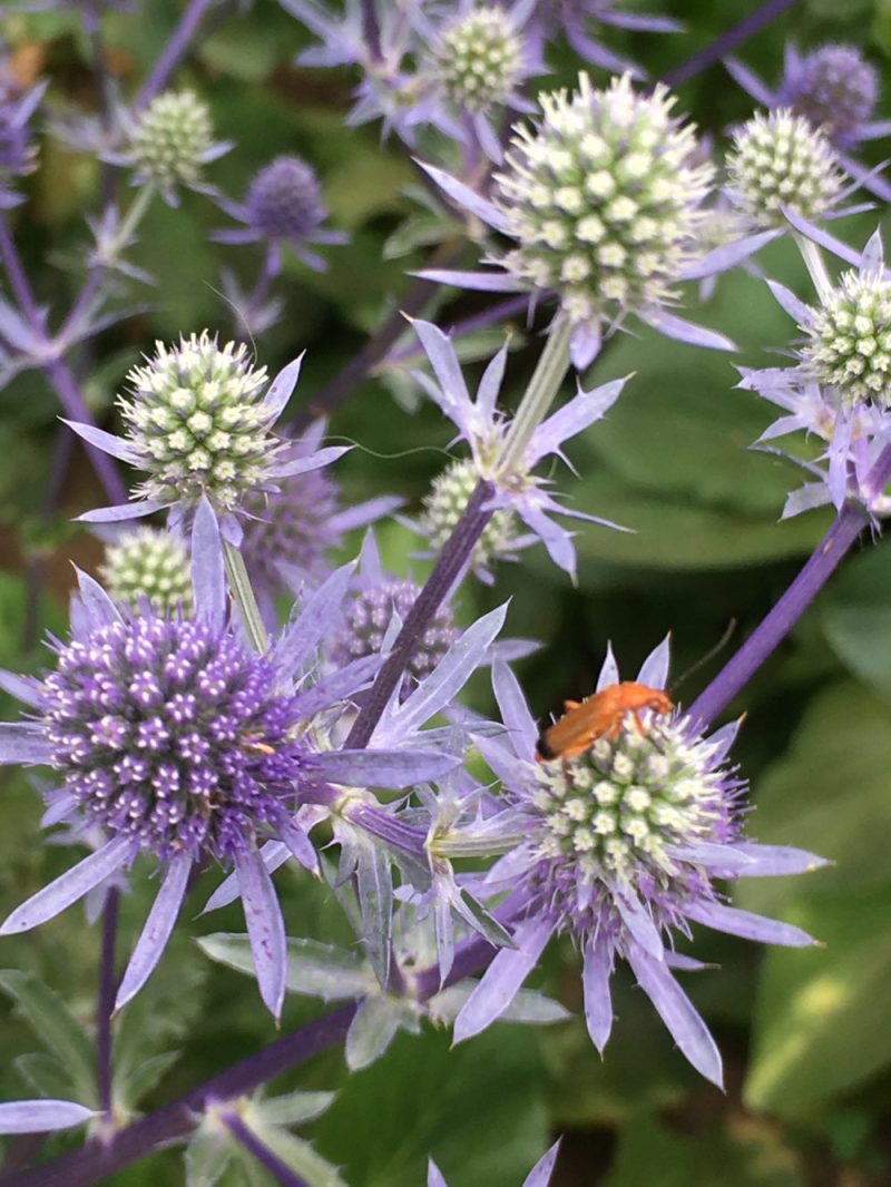 eryngium 2