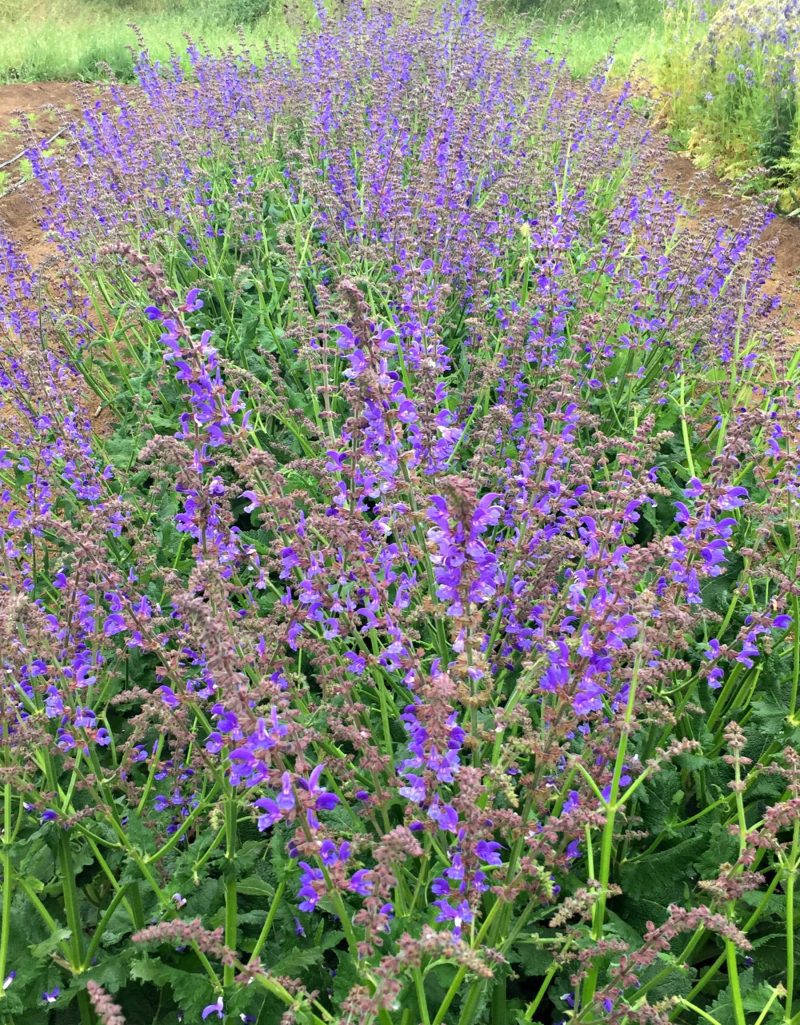 hyssop 2