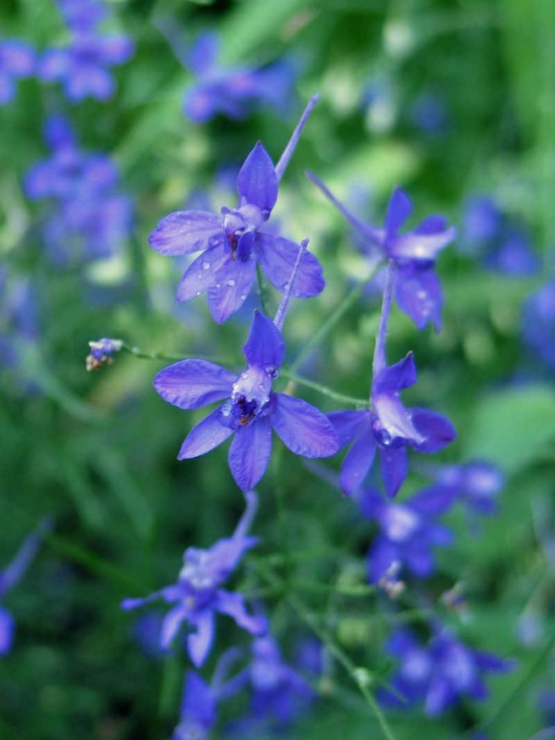 larkspur 1