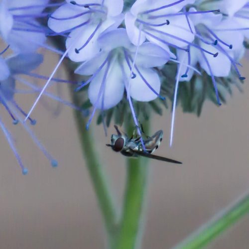 phacelia3bees final 04481