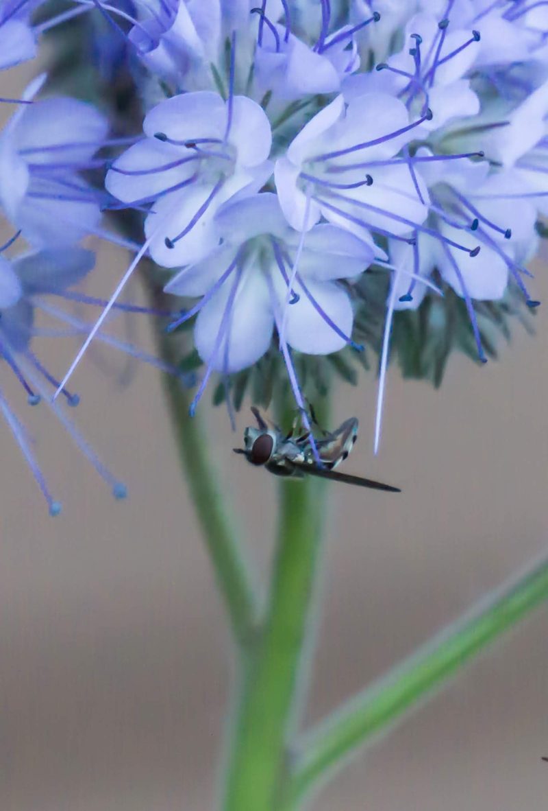 phacelia3bees final 04481