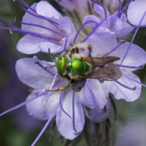 phacelia6bees final 04965