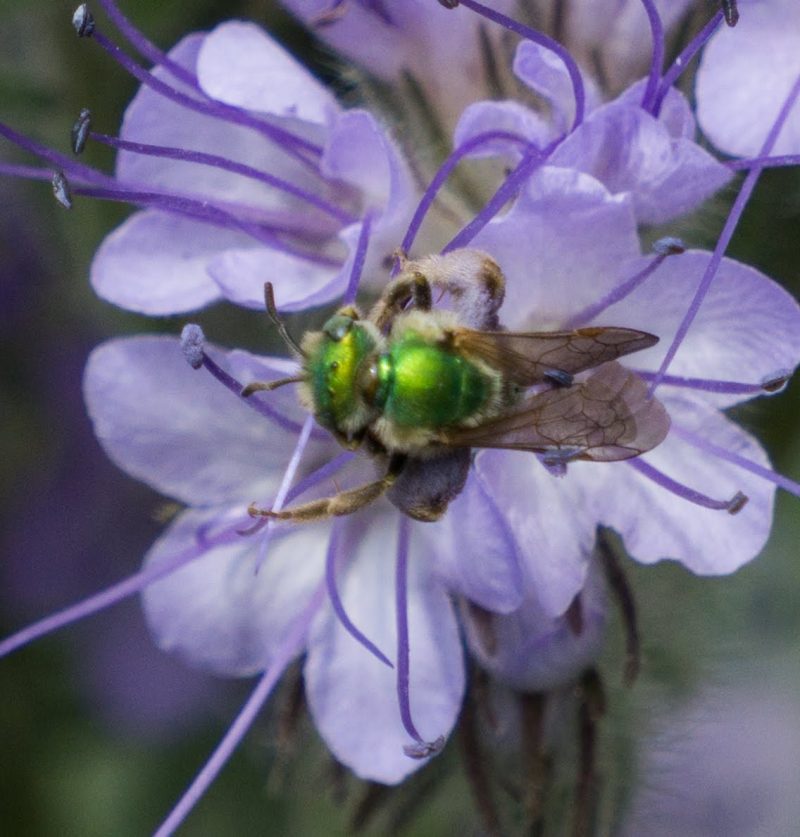 phacelia6bees final 04965