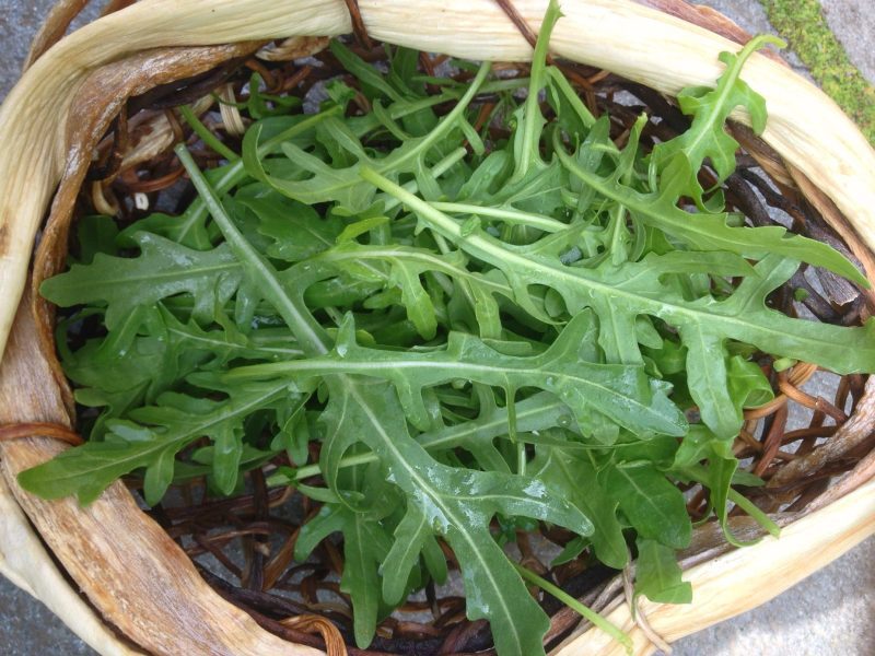 rucola 2